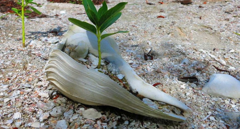 A green plant grows out of a seashell resting on a beach.